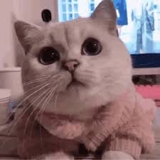 Kavita Pillai avatar